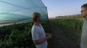 ПРИРОДНОЕ ЗЕМЛЕДЕЛИЕ В ПРОМЫШЛЕННЫХ МАСШТАБАХ. РЕАЛЬНЫЙ ОПЫТ НА ПРИМЕРЕ РЕМОНТАНТНОГО СОРТА МАЛИНЫ.