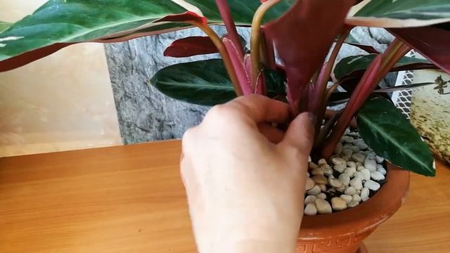 СТРАМАНТА.УХОД , СУЕВЕРИЯ смотреть онлайн