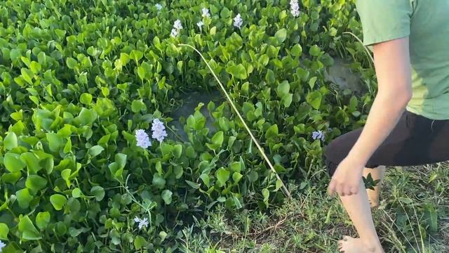 Trapping The World's Biggest Dragon Fish With A Chicken! смотреть онлайн