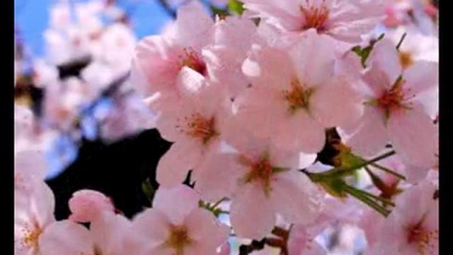 ободзинский смотреть онлайн