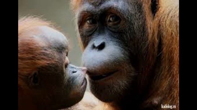 Ошибки и заблуждения хариджитов Абу Усама смотреть онлайн