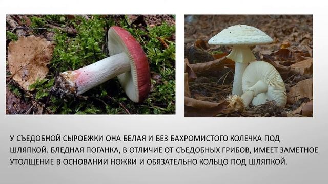Безопасные технологии сбора грибов Технологии заготовки грибов смотреть онлайн