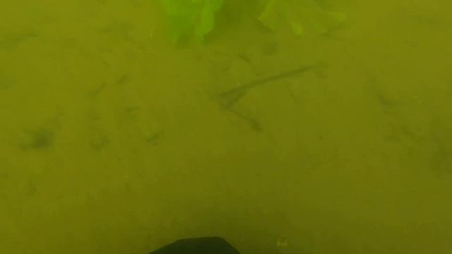 Diving with Quest Scuba tector (Kairiai 2018, late September) смотреть онлайн