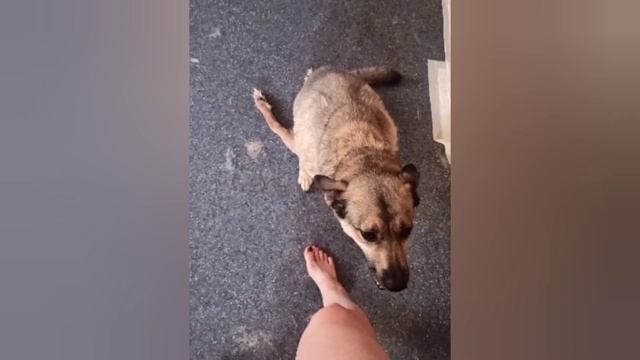 У собак инвалидов совсем нет пелёнок, а они нам жизненно необходимы?Помогите пожалуйста ? смотреть онлайн