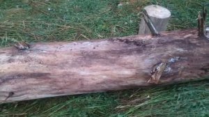 квадрик тащит бревно