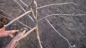 Лечим повреждение коры дерева,подручными средствами.