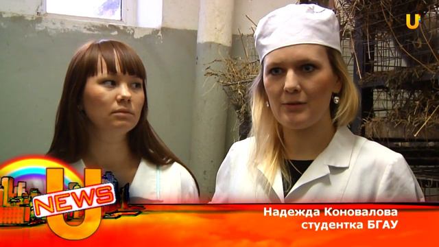 Студенты Аграрного проводят сессию с крупным рогатым скотом смотреть онлайн