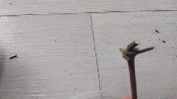 8 ноября.Черенкование клематисов на подоконнике.