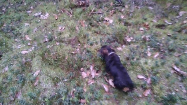 Жесткошерстная ТАКСА "ДОРИ". 3,5 месяца. Тренировка по крови. смотреть онлайн