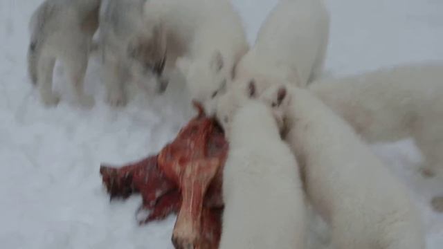 Чем кормить хаски ? щенки хаски+звук. смотреть онлайн