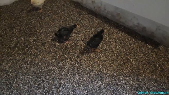 Доминант и Ломан Браун! Будни птицевода!