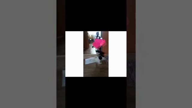 Папильон Викки играет со своим отражением. смотреть онлайн
