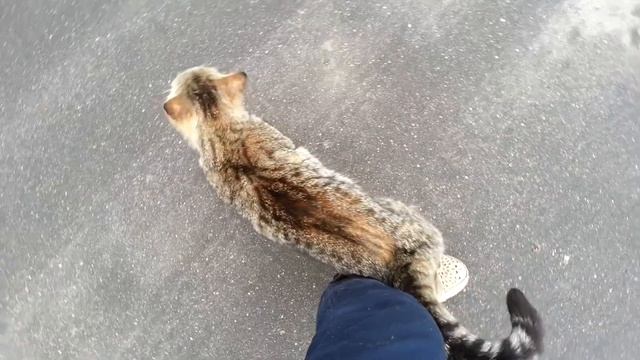 Очень ласковый кот. смотреть онлайн