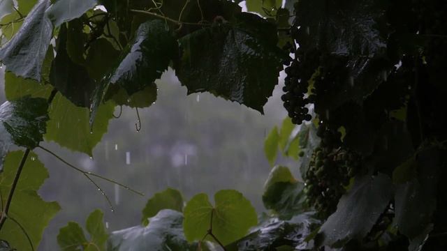 Music for relaxation under the Sounds of Rain. Beautiful piano music. Music for sleep, meditation смотреть онлайн