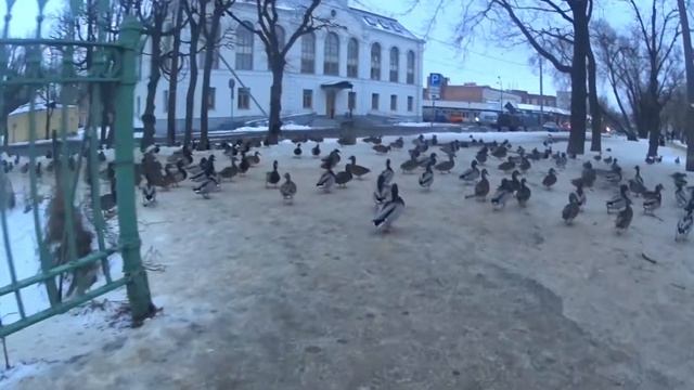 Утки в Петергофе смотреть онлайн