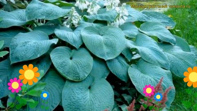 Хоста зибольда Элеганс. Краткий обзор, описание характеристик hosta sieboldiana Elegans смотреть онлайн