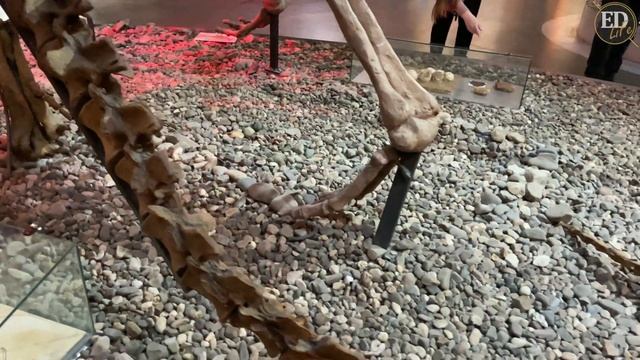Пугающий ящер – как выглядит скелет тарбозавра, ближайшего родственника тираннозавра смотреть онлайн