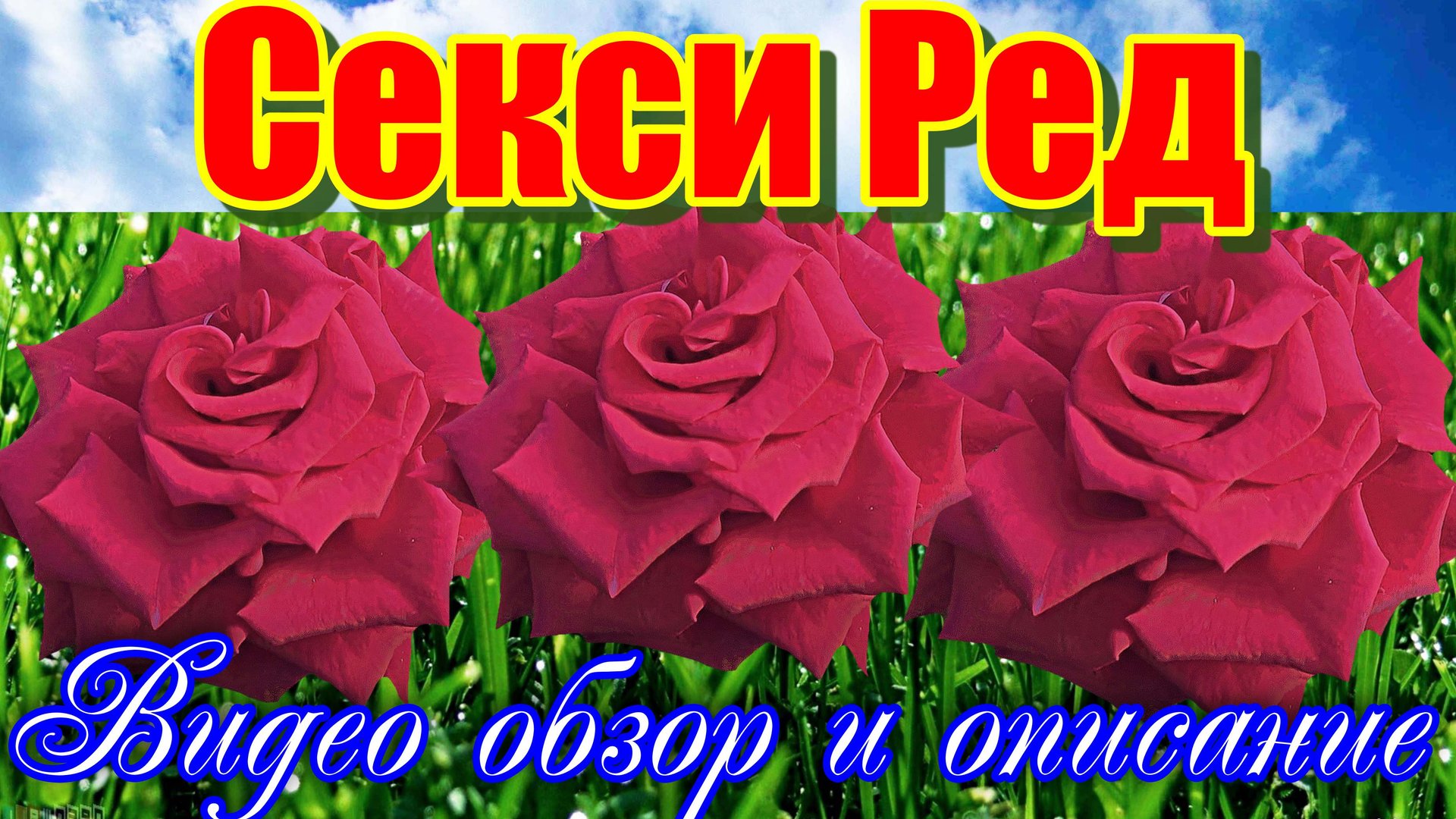 Обзор розы Секси Ред (Чайно гибридная) - Sexy Red (Four Seasons Quality 2008) смотреть онлайн