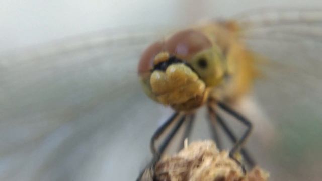 СТРЕКОЗА видео увеличение макро (большая голова стрекозы и глаза) смотреть онлайн