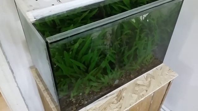 как я забросил аквариумы.впечатлительным не смотреть. начинаю все сначала смотреть онлайн