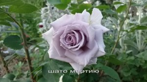 Розы «голубые»: Шато Мертию, Новалис, Амнезия, Блю Парфюм.Сорта подписаны  #розы #голубыерозы