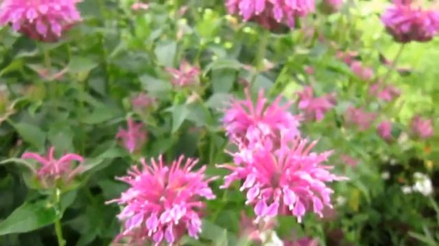 Многолетние цветы на моих сотках смотреть онлайн