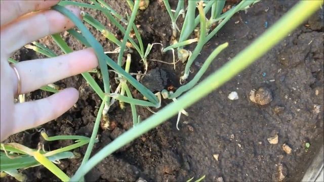 ДАЧНЫЙ VLOG | ОВОЩНОЙ ТОРТИК | ЗЕФИР НА МАНГАЛЕ | НОВИНКИ ДЛЯ САДА смотреть онлайн