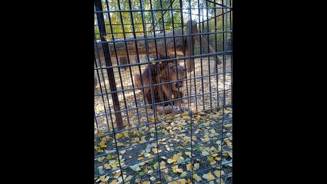 Лев зевает \ Какие зубки \ Зоопарк в Барнауле смотреть онлайн