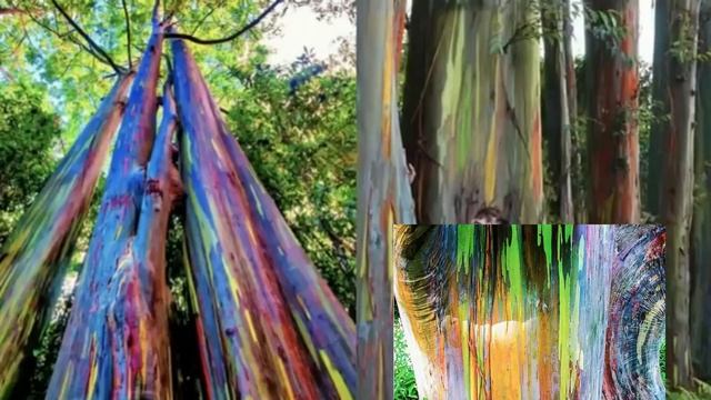 RAINBOW TREE (EUCALYPTUS DEGLUPTA): UNUSUAL TREE NATIVE TO THE PHILIPPINES смотреть онлайн