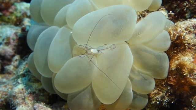 Best of diving in Bunaken, Indonesia смотреть онлайн