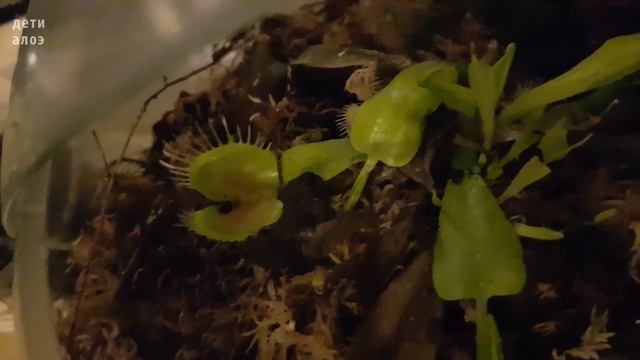 Венерина мухоловка: жизнь теплится, но пока неясно смотреть онлайн