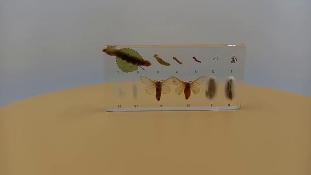 Коллекция "Развитие тутового шелкопряда" (акрил) смотреть онлайн