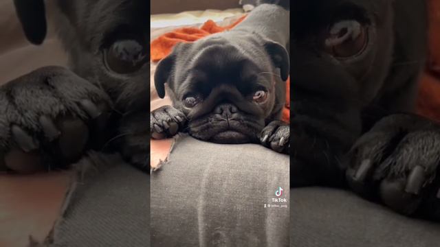 САМЫЙ МИЛЫЙ МОПС В МИРЕ смотреть онлайн