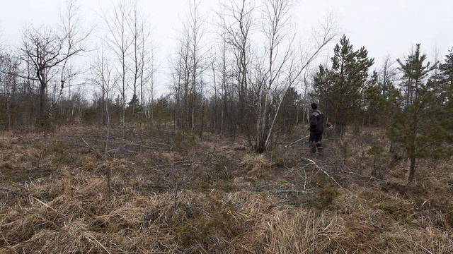 Endise karjamaa taastamine. смотреть онлайн