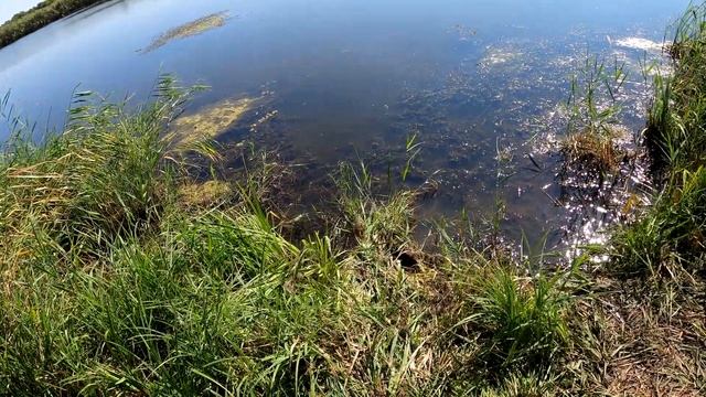 ВЗЯЛ ЖЕНУ НА РЫБАЛКУ. РЫБАЛКА НА КАРАСЯ В АВГУСТЕ смотреть онлайн