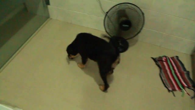 Making Puppy Treats! | Stay-At-Home Series смотреть онлайн