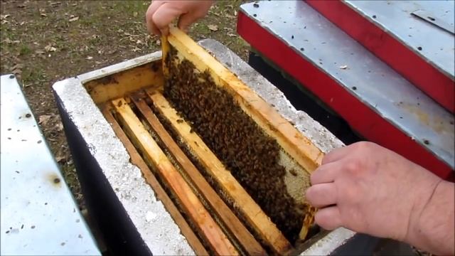 Весенний поцелуй пчелы Buckfast 2019 смотреть онлайн