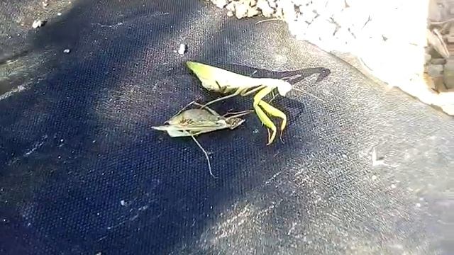 Жестокое размножение богомолов смотреть онлайн