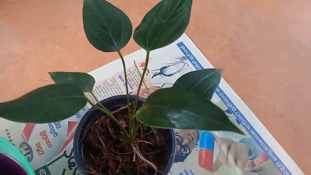 How to grow anthurium plant in pot - part 2 смотреть онлайн