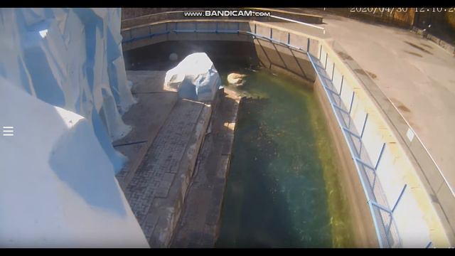 Кай плавает в своём любимом углу 30.04.2020 смотреть онлайн