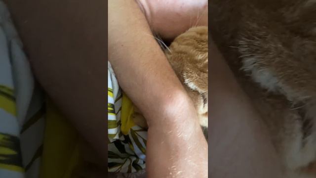 #доброеутро такое у нас ? Что делают ваши котики ? #шуточки #подпишись #животные #кот #шотландский смотреть онлайн