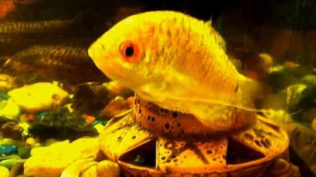 гурами медовый смотреть онлайн