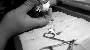 Цыплёнок не может вылупиться / Будем спасать / Помогаем цыплёнку