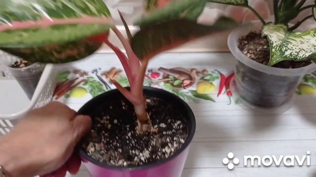 Комнатные цветы. И снова аглаонемы. смотреть онлайн