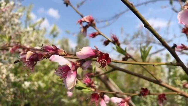 Французский бульдог Мира и жёлтая магнолия смотреть онлайн