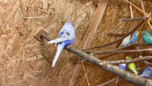 Можно ли держать попугая одного? Нужно ли покупать попугаю друга? смотреть онлайн