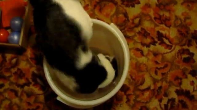 Упертый кот в ведре. смотреть онлайн