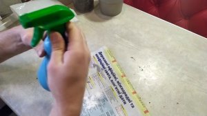 Укореняем черенки павловнии или как размножить павловнию. paulownia tree