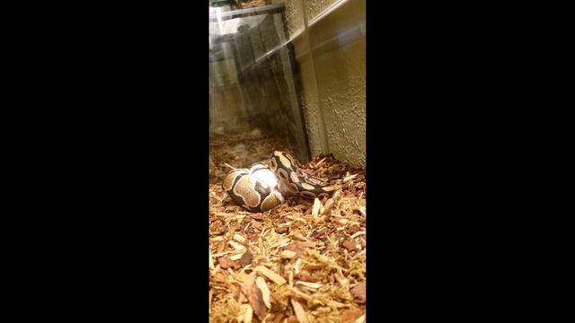 WARNING LIVE FEEDING!!!!! PYTHON CHOKE SLAMS NICE SIZE RAT!!! смотреть онлайн