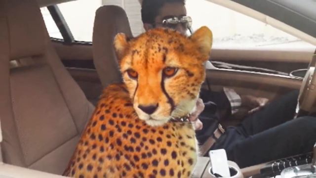 Топ 10 Самых больших видов транспорта в мире.10 Largest modes of Transport in the WORLD. Наша правд смотреть онлайн